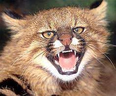 This genus is considered the oldest branch of a genetic lineage of small cats in the americas whose common ancestor crossed the bering land bridge from asia to north america in the late miocene. 49 Felidae 26 Pampas Cat Leopardus Pajeros Ideen Wildkatzen Wilde Katzen Katzen