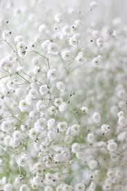 Maybe you would like to learn more about one of these? Pin Van Blancday Op So Pretty Witte Bloemen Bloementuin Bloesem