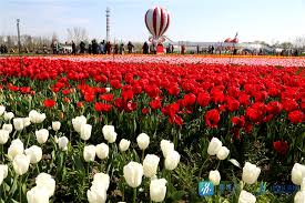 The holland sea of flowers in full bloom, over 30 million tulips. Jiangsu China On Twitter Boasting Over 30 Million Blooming Tulips A Scenic Spot Named The Holland Sea Of Flowers In Yancheng S Dafeng District Jiangsu Province Has Been Attracting Crowds Of Tourists In