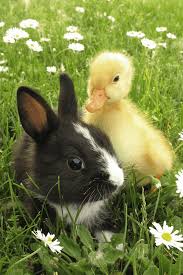 Rabbits normally live anywhere between 4 years and 12 years. Can Rabbits And Ducks Live Together The Tilth