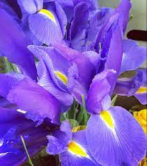 Order Bulk Purple Iris Flower At Wholesale Prices Purple Iris Iris Flowers Iris