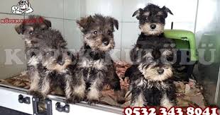 Bursa Kopek Ciftligi 05323438041 Kopek Bursa