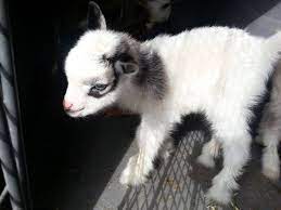 El Dorado Springs Mini Baby Goat Blue Eyed Goats Craigslist Missouri Goats For Sale Baby Animals Goats