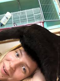 Spaying and dental surgery for pets