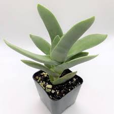 Image result for Crassula perfoliata