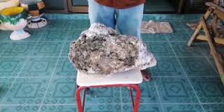 17 maret 2013 at 12:40 pm. Mengenal Ambergris Dan Mengapa Harganya Bisa Selangit Halaman 1 Kompasiana Com