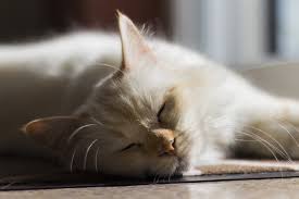 Cats love heating pads lol. Why Do Cats Love To Sunbathe Petguide