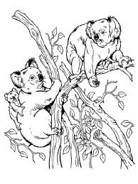 The original format for whitepages was a p. Koala Coloring Pages Download And Print Koala Coloring Pages