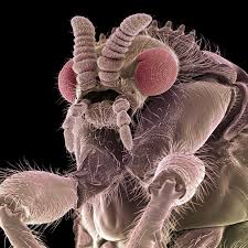 A Coloured Scanning Electron Micrograph Of A Fly Picture Steve Gschmeissner Science Photo Libr Microscopic Scanning Electron Microscope Pictures Of Insects