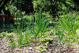Auf küstenkidsunterwegs zeige ich euch, wie ihr schnell ein erdbeerbeet anlegt und eure. Welche Pflanzen Vertragen Sich 7 Konkrete Pflanzgemeinschaften Pflanzplan Wurzelwerk