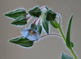 Image result for Trichodesma physaloides