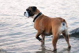 Boxer Growth Weight Chart Everything You Need To Know Pawlicy Advisor