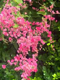 Image result for Petrea volubilis