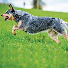 The australian cattle dog (acd), or simply cattle dog, is a breed of herding dog originally developed in australia for droving cattle over long distances across rough terrain. El Pastor Ganadero Australiano Revista Ellas Panama