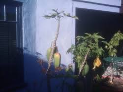 I want to try this on a larger scale (250 trees) by asking / buying and air layering large branches before pruning. Forum Tutorial Marcotting In 5 Steps Air Layering