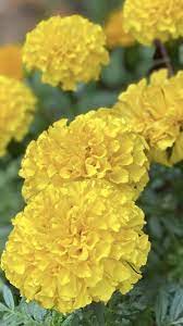 Marigold flower heads bulk 50pcs, silk marigold artificial flowers for diwali home decor diy wreath garland craft baby shower wedding party decoration halloween christmas new year decor(orange). Marigold Marigold Flower Flowers Online Wholesale Flowers
