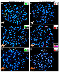 However, there are summer months when the temperature rises above 110°f or 37°c. Genes Free Full Text An 8 22 Mb Assembly And Annotation Of The Alpaca Vicugna Pacos Y Chromosome Html