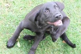 We did not find results for: Comment Se Debarrasser Des Puces Sur Un Chien