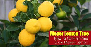 When you decide to prune your trees in the. Meyer Lemon Tree Care How To Grow Meyers Lemon