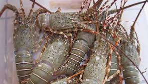 Yang membutuhkan benih lobster air tawar, ready ukuran 3 inci up. 7 Cara Budidaya Lobster Air Tawar Dengan Mudah Panduan Lengkap