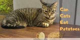 If your cat eats a potato chip or two on the sly, don't rush him off to the vet. Can Cats Eat Potatoes Precautions And Recipes When Giving