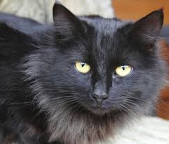 This is a public cat adoption board for members of the public. Myth Or Fact Black Dogs And Cats In Shelters Are Less Likely To Be Adopted
