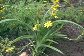 Image result for Hypoxis sp. A (as per FZ 12-3)