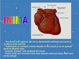 Avem peste 25000 prezentari powerpoint (format pps, pptx sau ppt, ppsx) primite de la 1077 de persoane. Ppt Corpul Omenesc Organe Interne Powerpoint Presentation Free Download Id 2914730