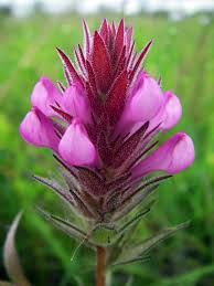 Image result for Orthochilus holubii