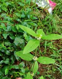 Image result for Spermacoce sp.