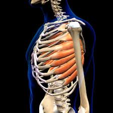 It consists of the 12 pairs of ribs with their costal cartilages and the sternum (figure in the anatomical position, the angles align with the medial border of the scapula. 8 675 Best Human Rib Cage Images Stock Photos Vectors Adobe Stock