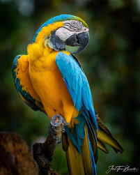 A Colorful Ara Macaw Parrot Balancing On A Branch While Showing Its Beauty Rainforest Sonya7riii Flori Parrot Macaw Parrot Colorful Parrots