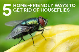 Small flies in house and plants, do it yourself pest control provides the products and expertise you need for residential and commercial control of many small flies are found in food prep areas and may carry disease causing organisms. How To Get Rid Of Flies Safely And Naturally The Maids