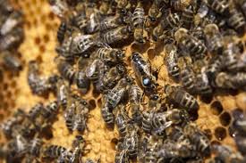 Find & download free graphic resources for queen bee. Caucasian Queens For Sale Naturally Mated Or Artificially Inseminated