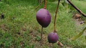 The harvested mangos are then sorted by sugar content and barcoded. Oiksk5pqme6gdm