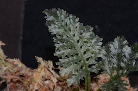 Image result for Trichomanes