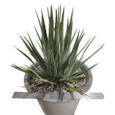 Dracaena cinnabari from seed | eBay