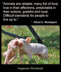 Maybe you would like to learn more about one of these? Happy Pigs Animal Quotes Animal Activism Happy Pig