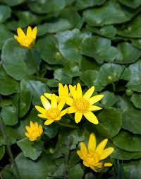 Forms a spiny bur that encloses the seed. 53 Types Of Yellow Flowers For Garden Plants With Yellow Flowers