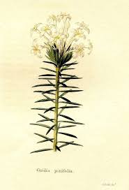 Image result for Gnidia