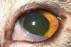Cats are rarely affected with endothelial dystrophy or senile endothelial adnexal region closest to corneal ulcer should be investigated for abnormalities, such as distichia corneal lipid/mineral dystrophy monitor for ulceration. Observations In Ophthalmology Corneal Opacities In Dogs Cats