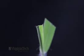 Image result for Digitaria calcarata