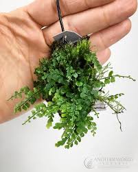 Image result for Asplenium smedsii