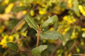 Image result for Ochna manikensis