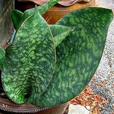 Super rare masoniana whale fin + giant fernwood + 6 other sansevieria plant live plants, shipped bare rooted. Sansevieria Masoning Whale Fin Snake Plant Care Guide Anna In The House