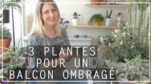 Comme tous les ans, vous vous préparez surement à composer votre décor estival grâce à des. Plantes Ombre Et Mi Ombre Ma Selection 2019 Pour Le Balcon Concours Sur Instagram Youtube