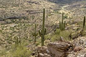 R explains how saguaro cactus are an important part of the sonoran desert ecosystem. Desert Plants Nature S Most Extreme Survivalists Glass Gardens