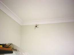 Despite their often large and hairy appearance, huntsman spiders are not considered to be dangerous spiders. The Huntsman Spider Is His Bite Dangerous To Humans