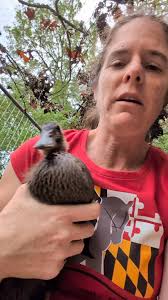 Girl or boy with a twist. I have three ducks almost 5 weeks (which I know  is a bit early to tell) but the other two are sort of starting to quack,  are bigger, and their bills are more brown. I'm ...