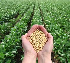 Soybean-A wonder crop – THE TIMES OF AFRICA